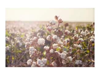 Tchibo: Příběh udržitelné bavlny pro budoucnost