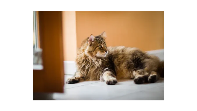 Proč věnovat pozornost zdraví seniorů koček