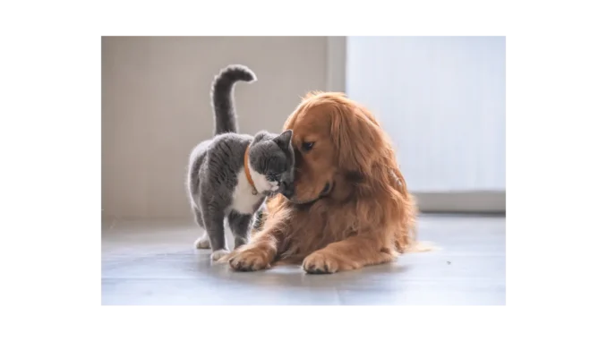 Dog & Cat TV: Nový kanál pro vaše mazlíčky