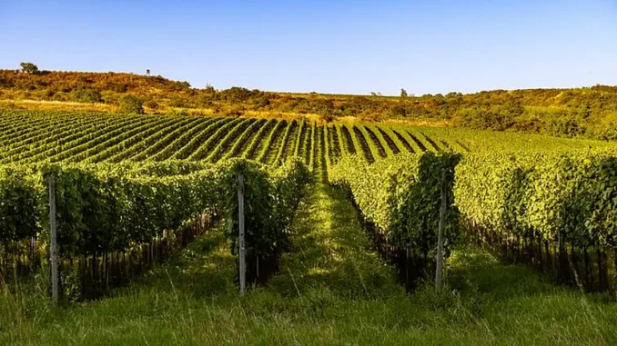 Masters of Wine na Znojemsku zkoumali, jak poloha vinic a místní podmínky ovlivňují charakter moravských vín.